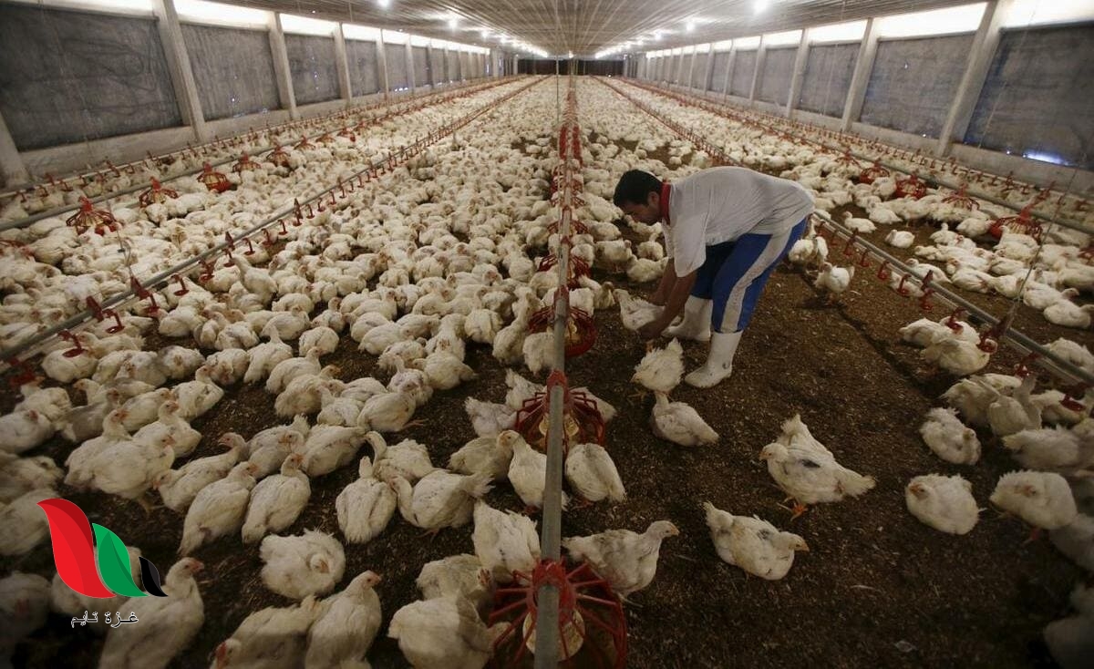 نقابة مربي الدواجن تحذر من انهيار وإفلاس مزارعي غزة