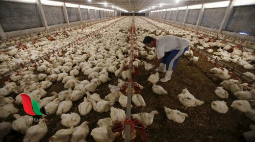 نقابة مربي الدواجن تحذر من انهيار وإفلاس مزارعي غزة