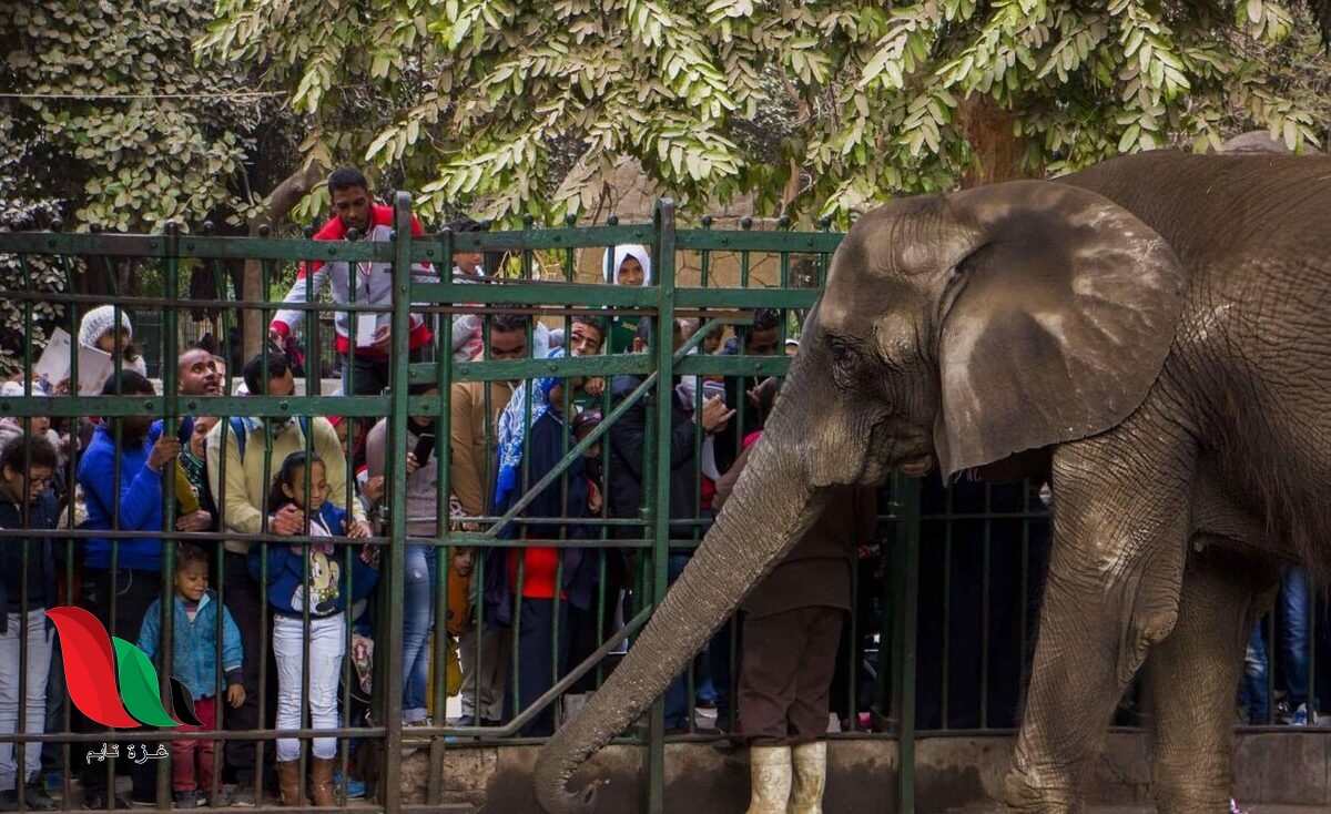 سعر تذكرة حديقة الحيوان بالجيزة في عام 2022