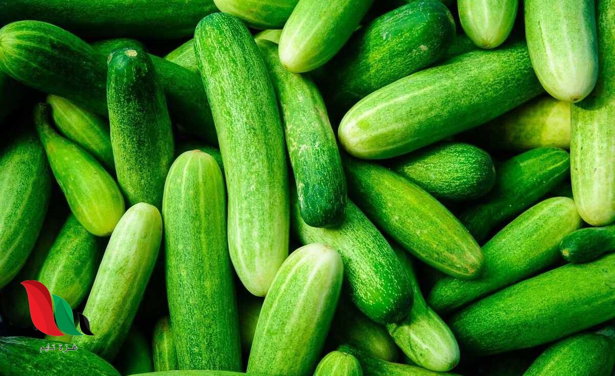 دراسة طبية تحذر من تخزين ثمرة الخيار في الثلاجة