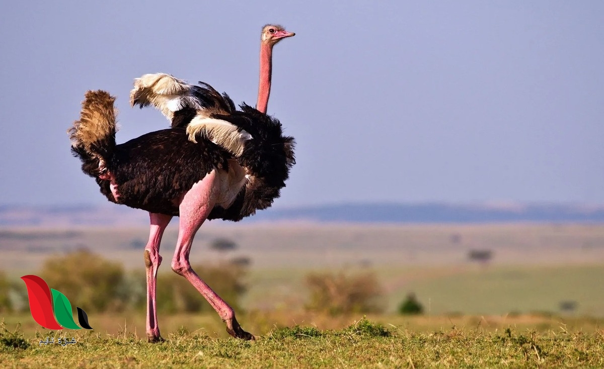 ماهو الطائر الذي يضع اكبر بيضة في العالم ؟