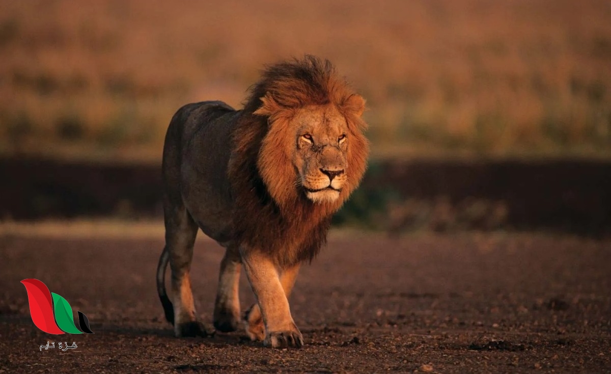 ما هو الحيوان الذي يسمى البهنس؟