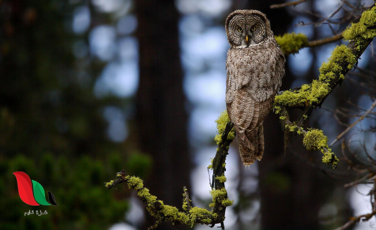 ما هو الطائر الوحيد الذي يميز اللون الازرق ؟