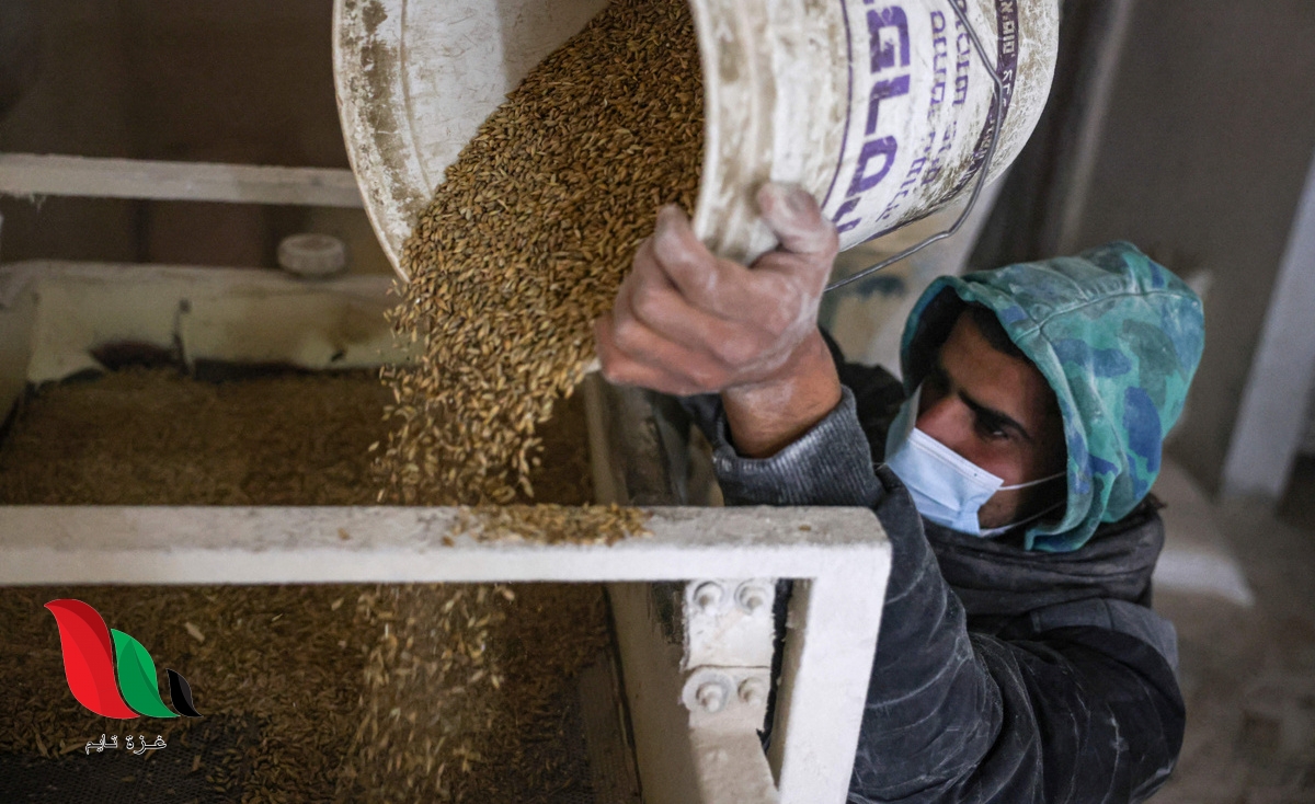 مخاوف دولية من نفاد مخزون القمح في الأراضي الفلسطينية خلال ثلاثة أسابيع