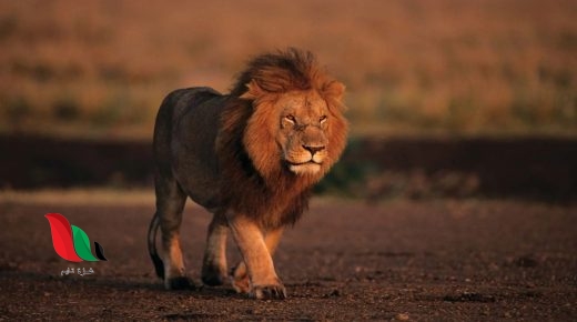 ما هو الحيوان الذي يسمى البهنس؟