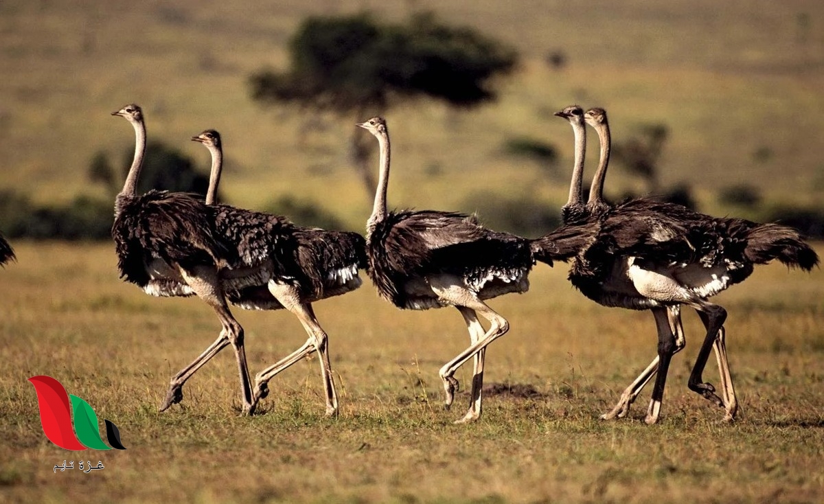 ما هو طول النعامة؟