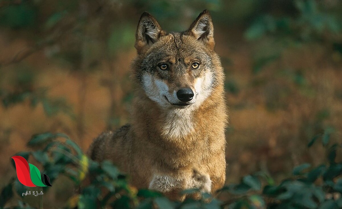 ما هو لقب الذئب؟