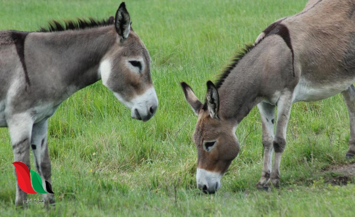 ماذا يسمى صوت الحمار؟
