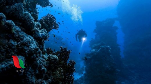 من أين يستخرج اللؤلؤ والمرجان؟