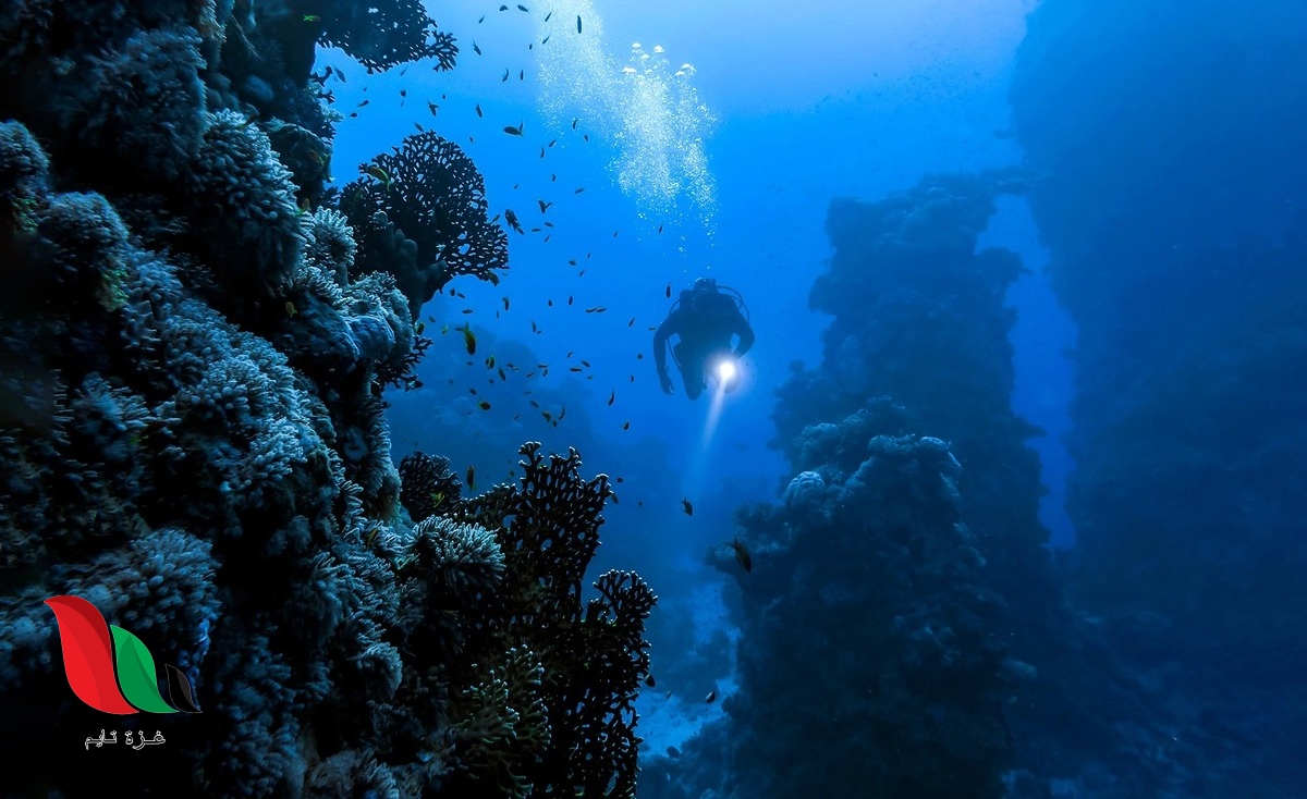 من أين يستخرج اللؤلؤ والمرجان؟