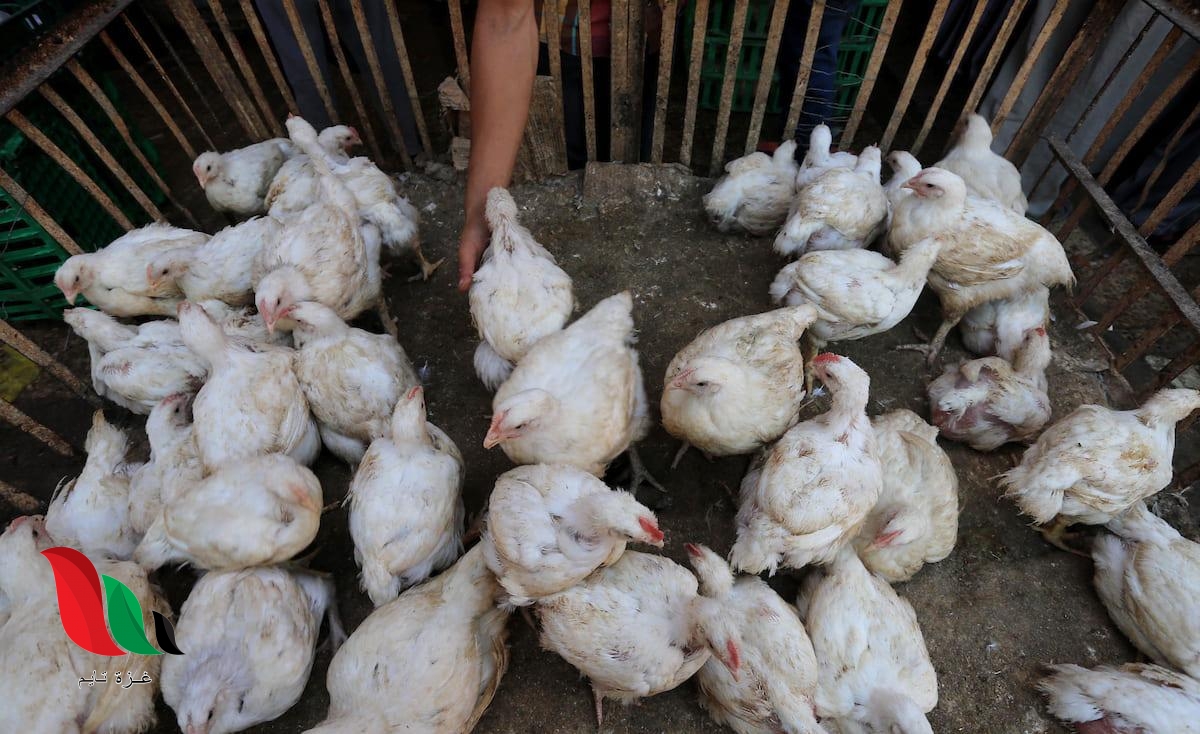 الدواجن تتمرد على الحكومة!