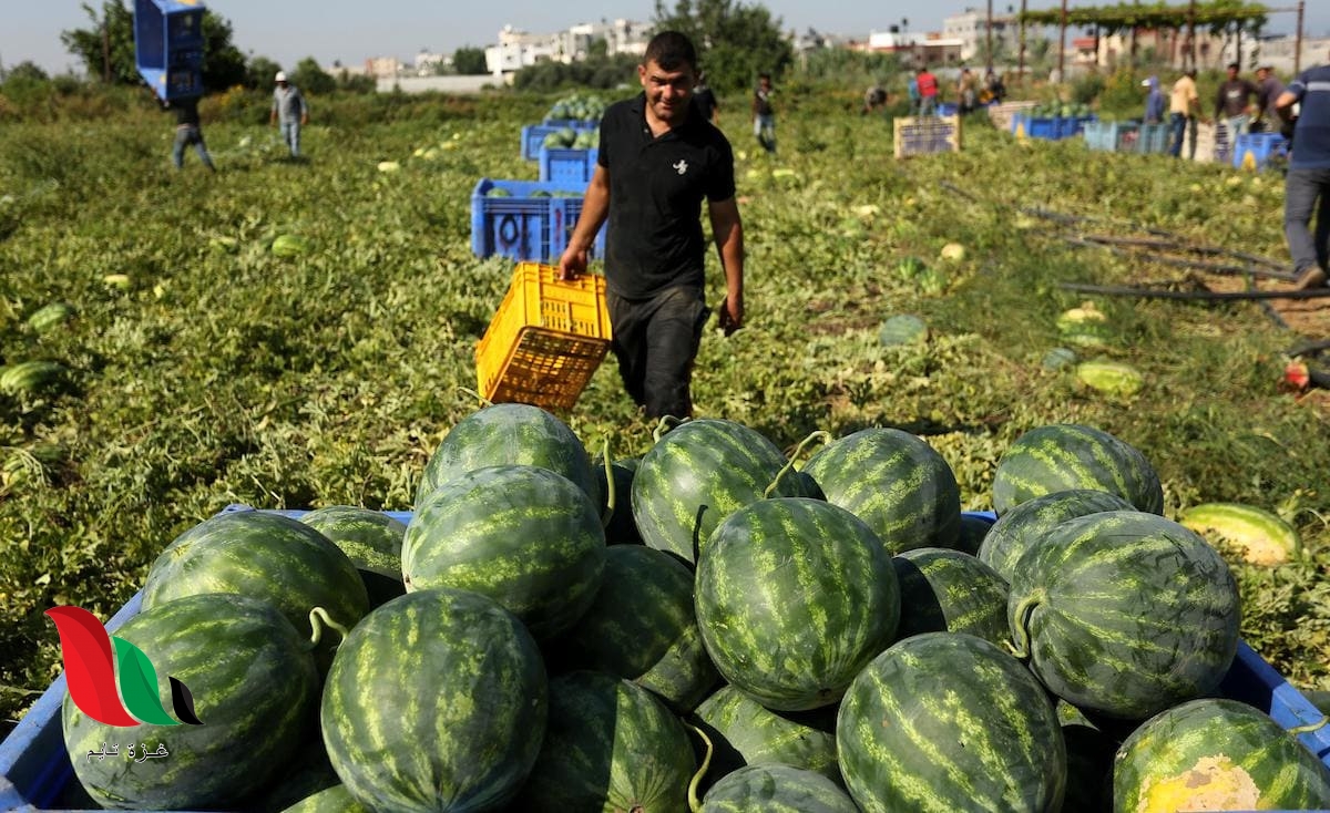 بشائر إنتاج وفير مع بدء موسم البطيخ في قطاع غزة