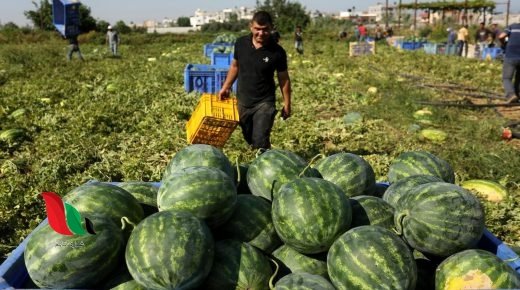 بشائر إنتاج وفير مع بدء موسم البطيخ في قطاع غزة