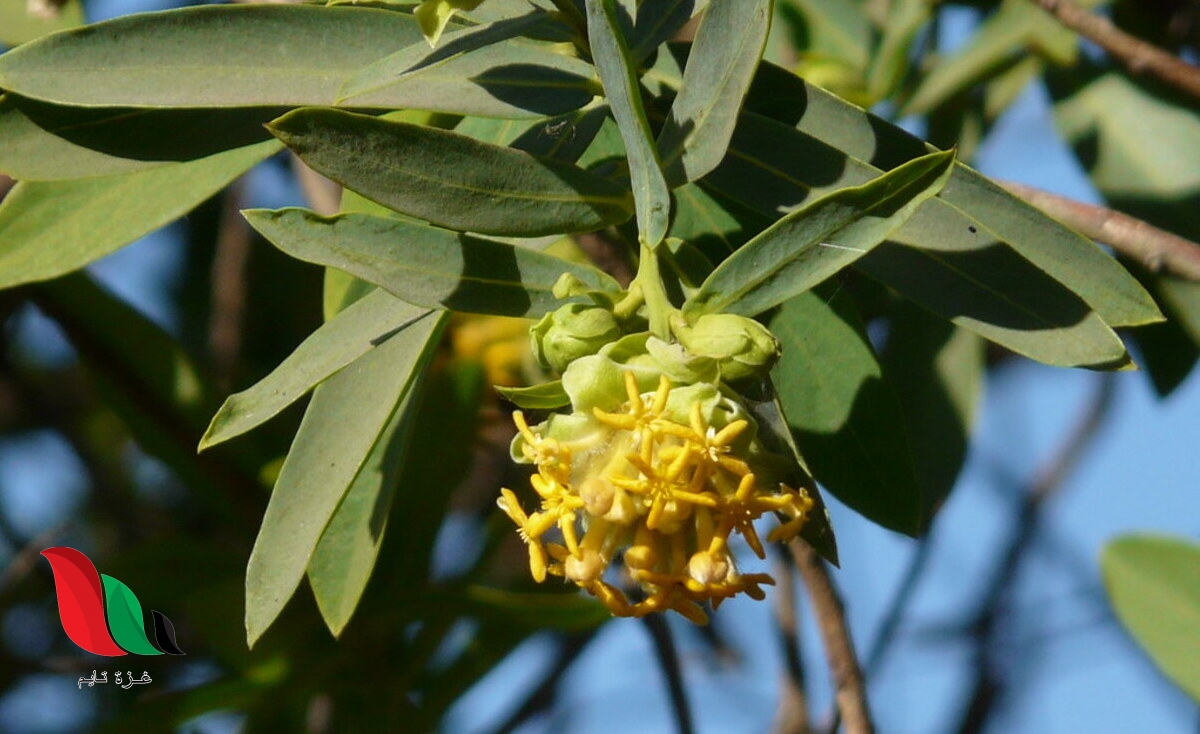 ماهي فوائد نبات جنيديا جلوكا في انقاص الوزن