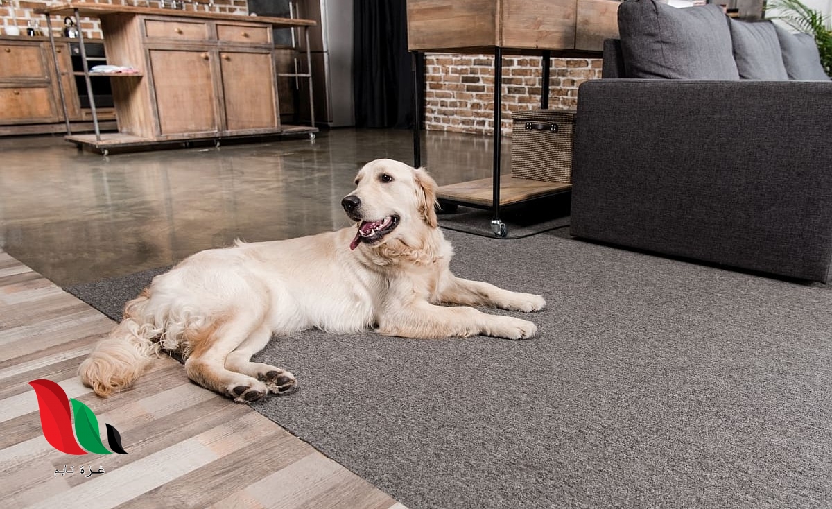منع الكلاب من التبول على السجاد داخل البيت؟