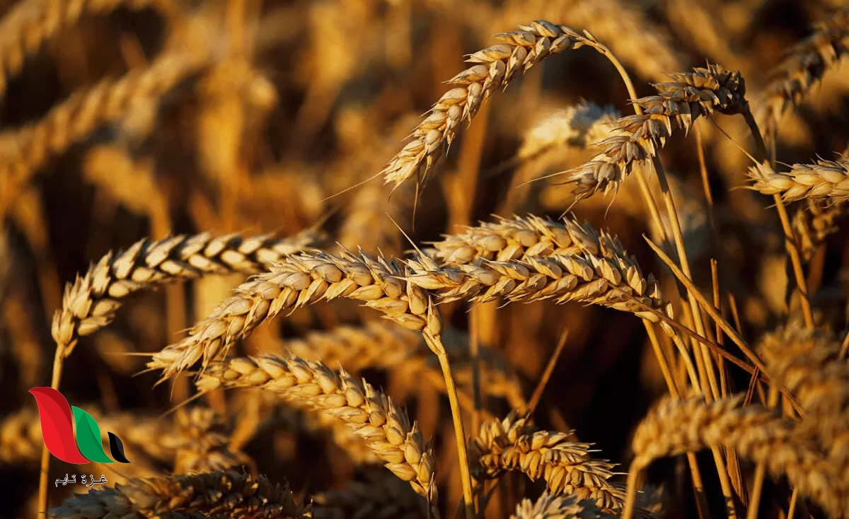 انخفاض طفيف في أسعار الغذاء العالمية والقمح مستمر في الارتفاع