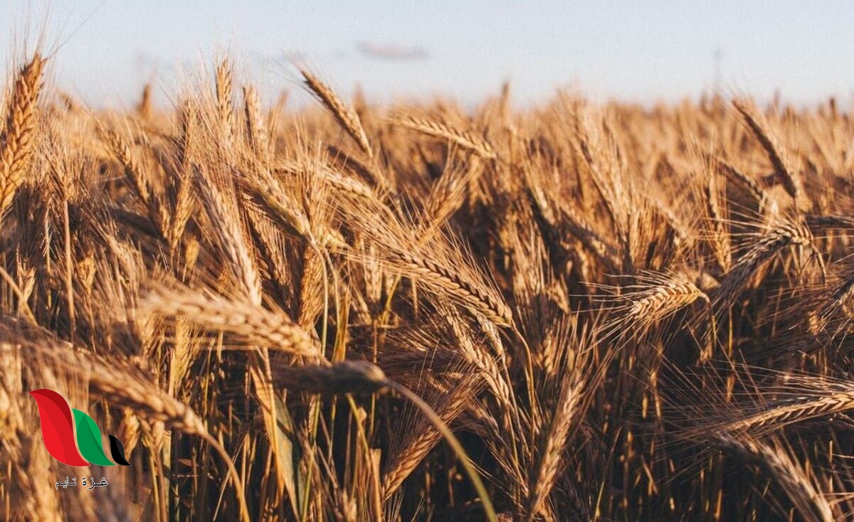 تقرير: حرب روسيا قد تحرم العالم من القمح الأوكراني لـ 3 مواسم