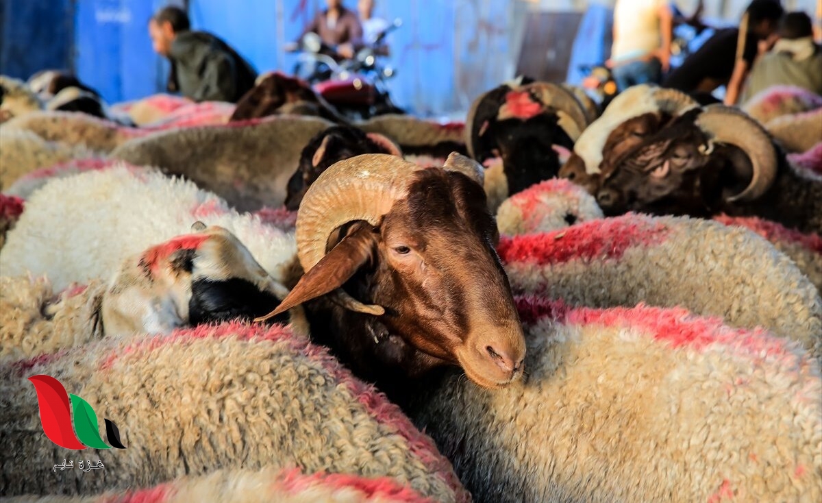 فلسطين تشهد ارتفاعًا في أسعار الأضاحي مع اقتراب العيد