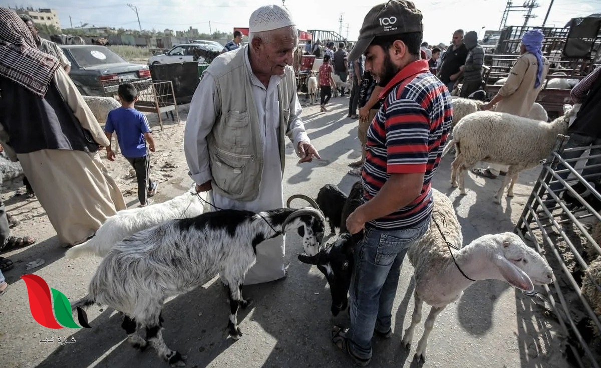 التقسيط والجمعيات الخيرية تُنعش أسواق الأضاحي في غزة