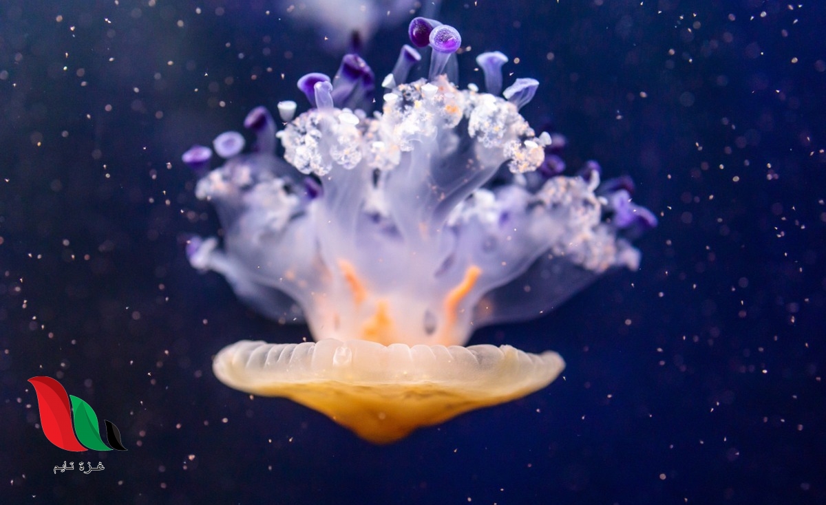 لماذا تنتشر قناديل البحر بكثافة في الصيف على شواطئ البحر المتوسط؟