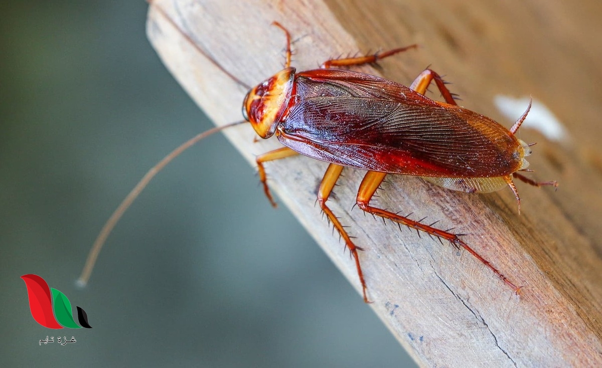 لماذا لا نسمع أصوات الصراصير إلا في الصيف؟