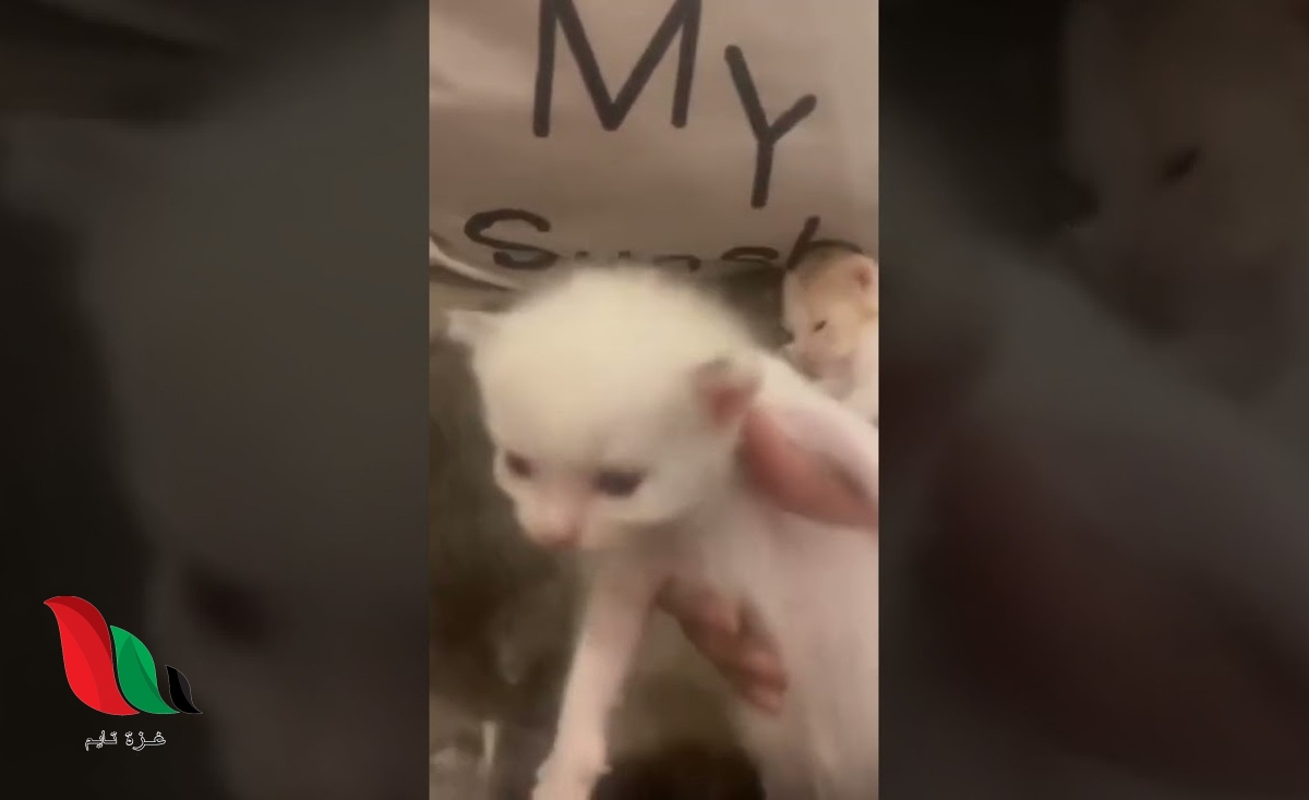 من هو يعقوب قمر الدين دبيازة ويكيبيديا ؟