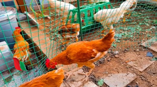 سعر الدجاج اليوم في الجزائر 2022 في جميع الولايات