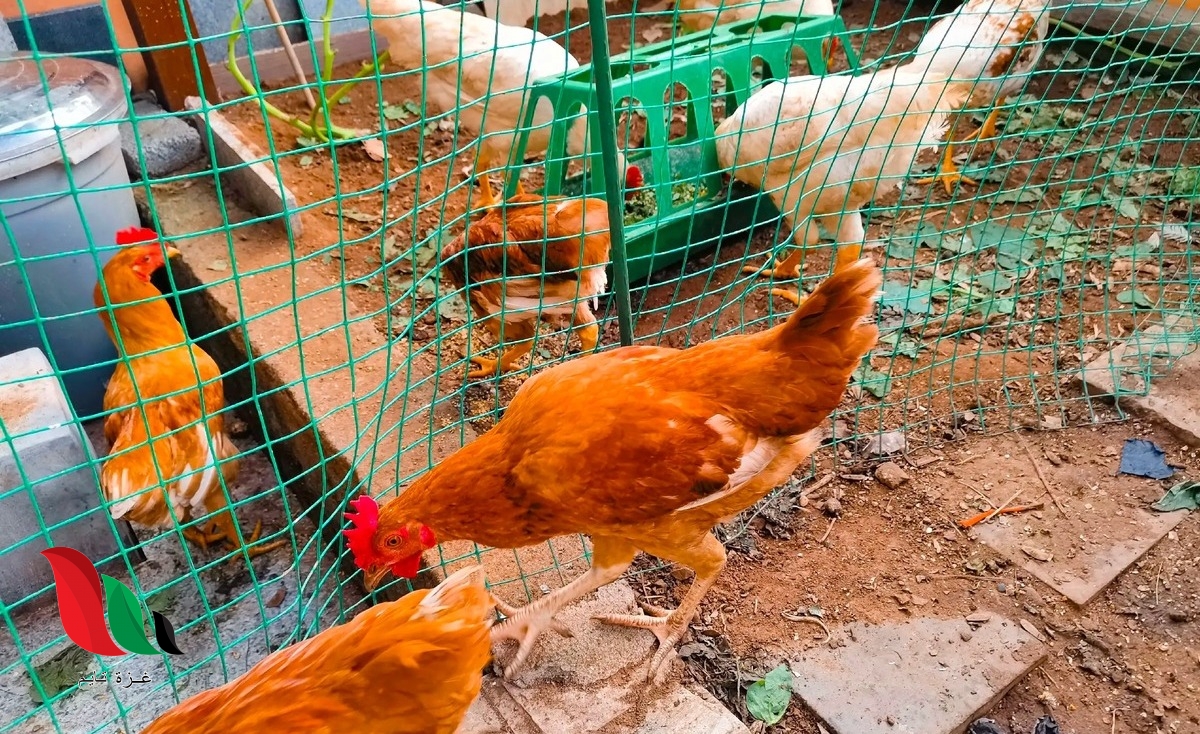 سعر الدجاج اليوم في الجزائر 2022 في جميع الولايات