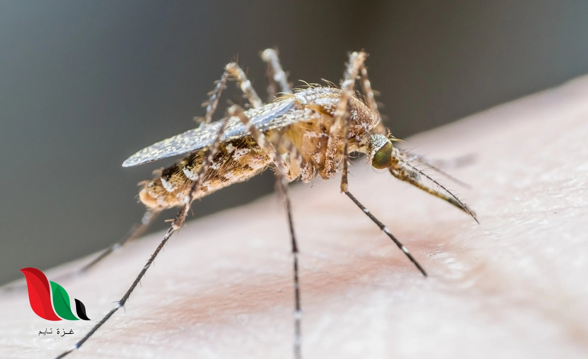 مخاوف من انتشار فيروس غرب النيل في أوروبا وأمريكا