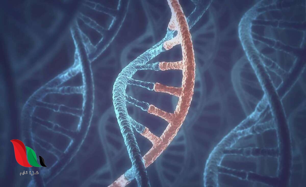 القاعدة النيتروجينية التي توجد على الحمض النووي rna ولا توجد على الحمض النوويdna هي