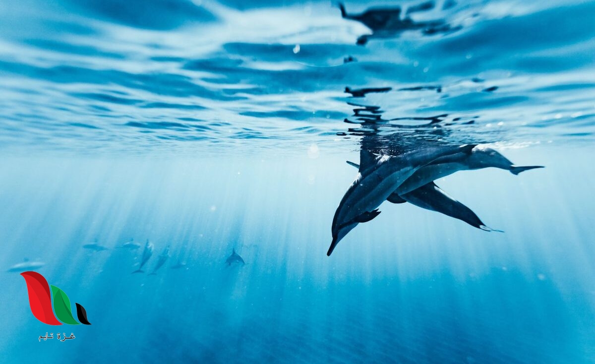 المحيط مسطح مائي واسع، وعميق من المياه المالحة يحيط بكتل اليابسة