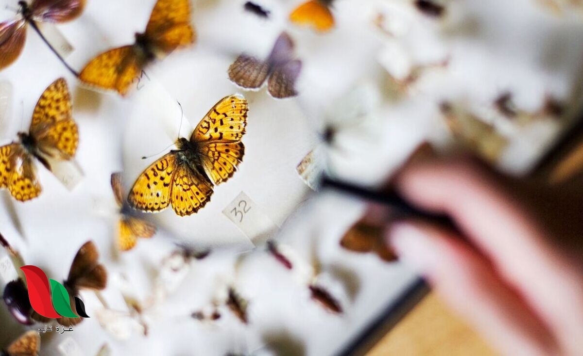 المستوى التصنيفي الذي يصف أكبر عدد من مجموعات المخلوقات الحية يسمى