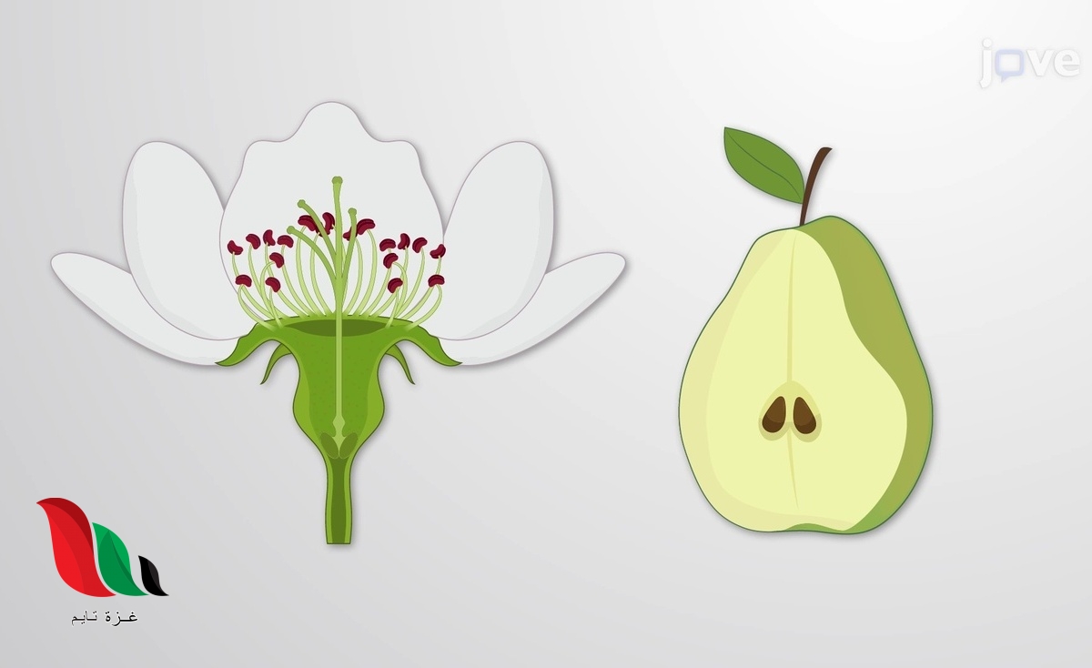 تنتج بعض النباتات الثمار مثل التفاح ما الوظيفة التي تقوم بها الثمرة