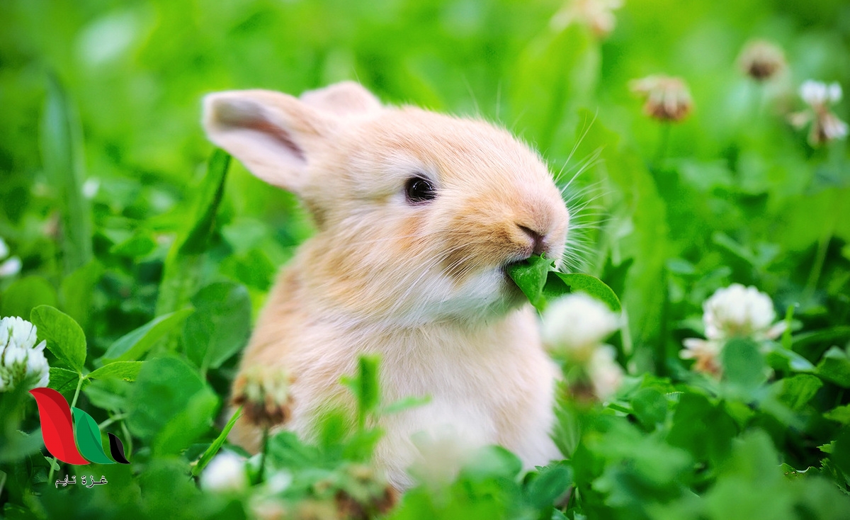 ما الحيوان الذي يتغذى على النباتات فقط