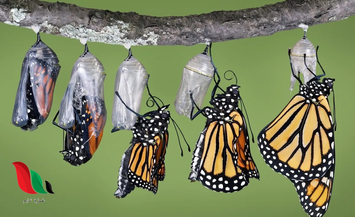 ما الشيء المشترك بين الطيور والخفافيش والفراشات