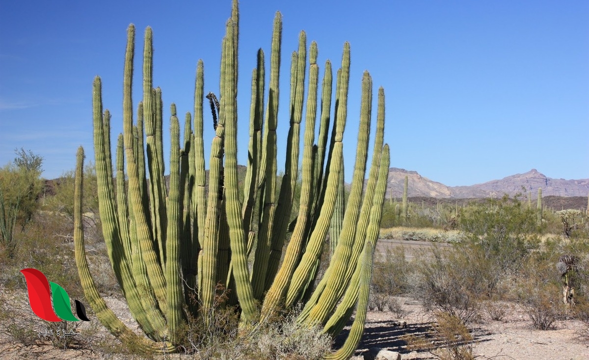 ما الصورة التي تظهر نباتات شائعة في الصحراء