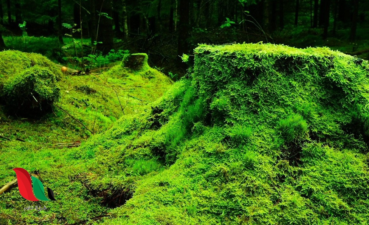 من خصائص الحزازيات