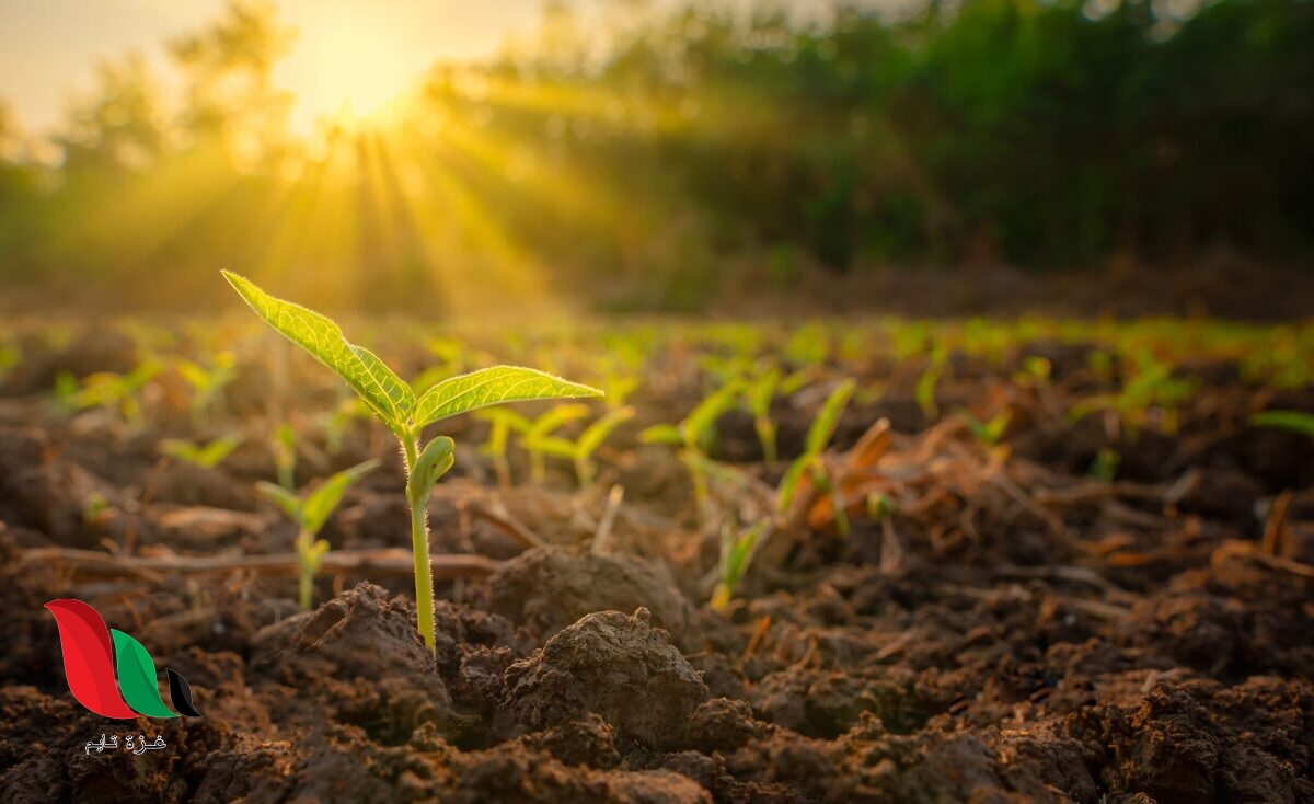 اختر اثنين مما يأتي في اختلاف عملية البناء الضوئي عن التنفس