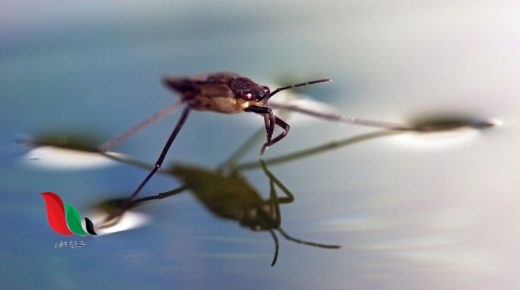 التوتر السطحي خاصية تمكن الحشرات من المشي فوق سطح الماء