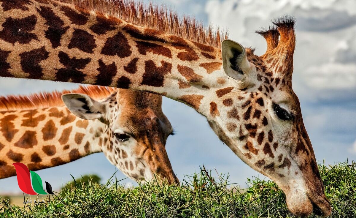 الحيوانات التي لها عمود فقري تسمى