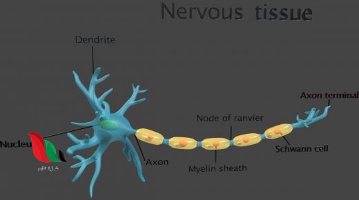 النسيج الذي ينقل رسائل الجسم هو النسيج بيت العلم