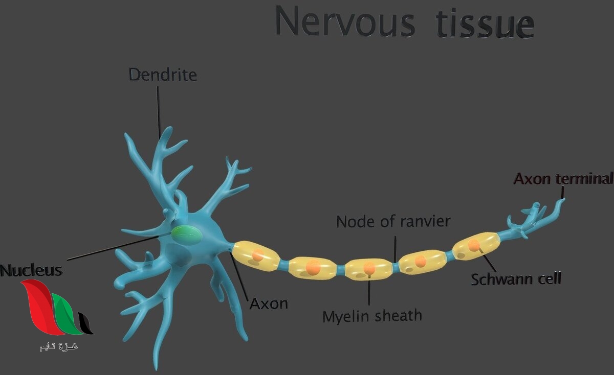 النسيج الذي ينقل رسائل الجسم هو النسيج بيت العلم