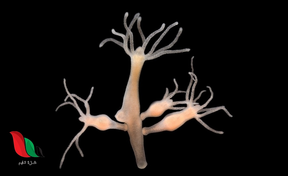 الهيدرا مخلوق حي يتكاثر عن طريق