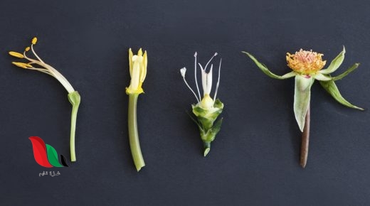 تتكون البذور من الازهار