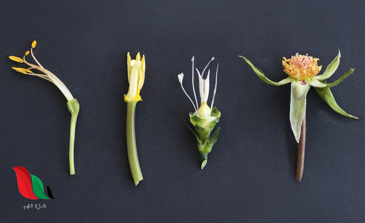 تتكون البذور من الازهار