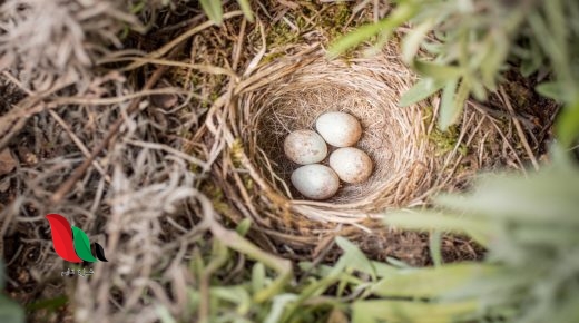 تجلس معظم الطيور على بيضها حتى يفقس ما السبب