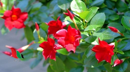 تسمى النباتات التي لا تنمو لها ازهار وبذورها قاسيه