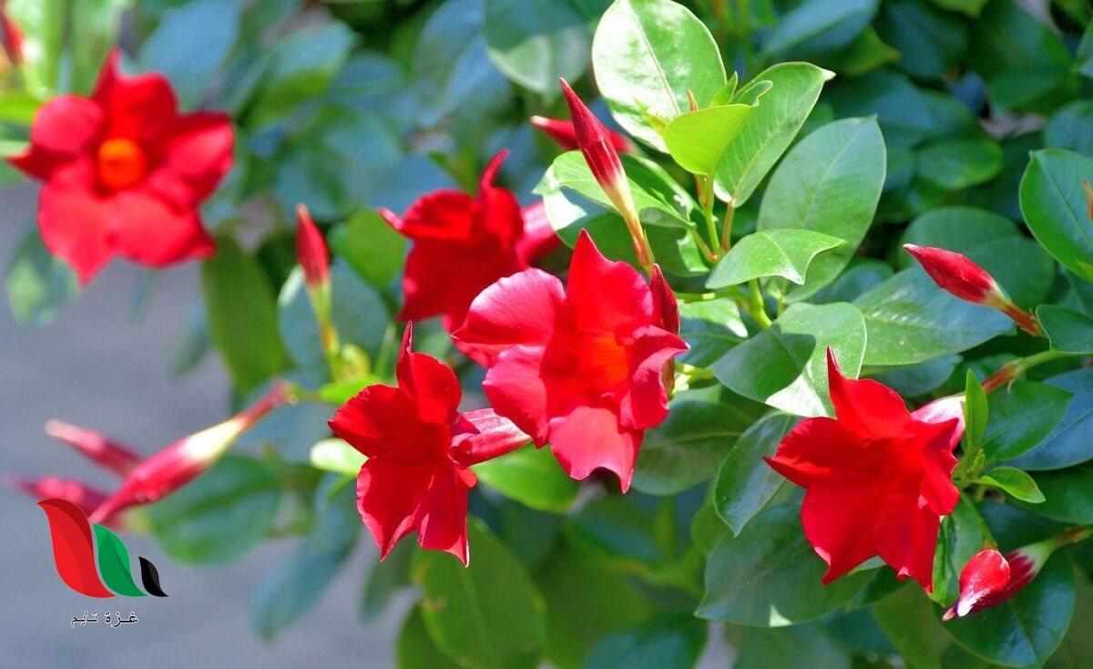 تسمى النباتات التي لا تنمو لها ازهار وبذورها قاسيه