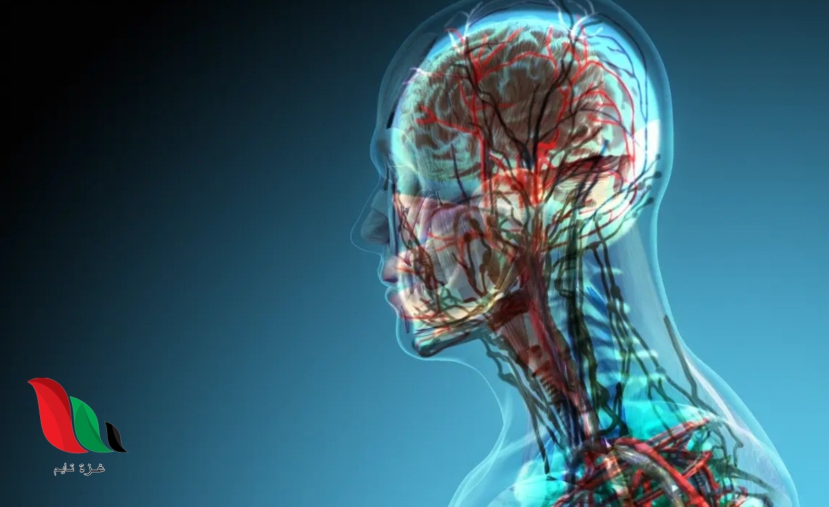 عبارة عن نسيجين مختلفين، أو أكثر يعملان معا للقيام بوظيفة