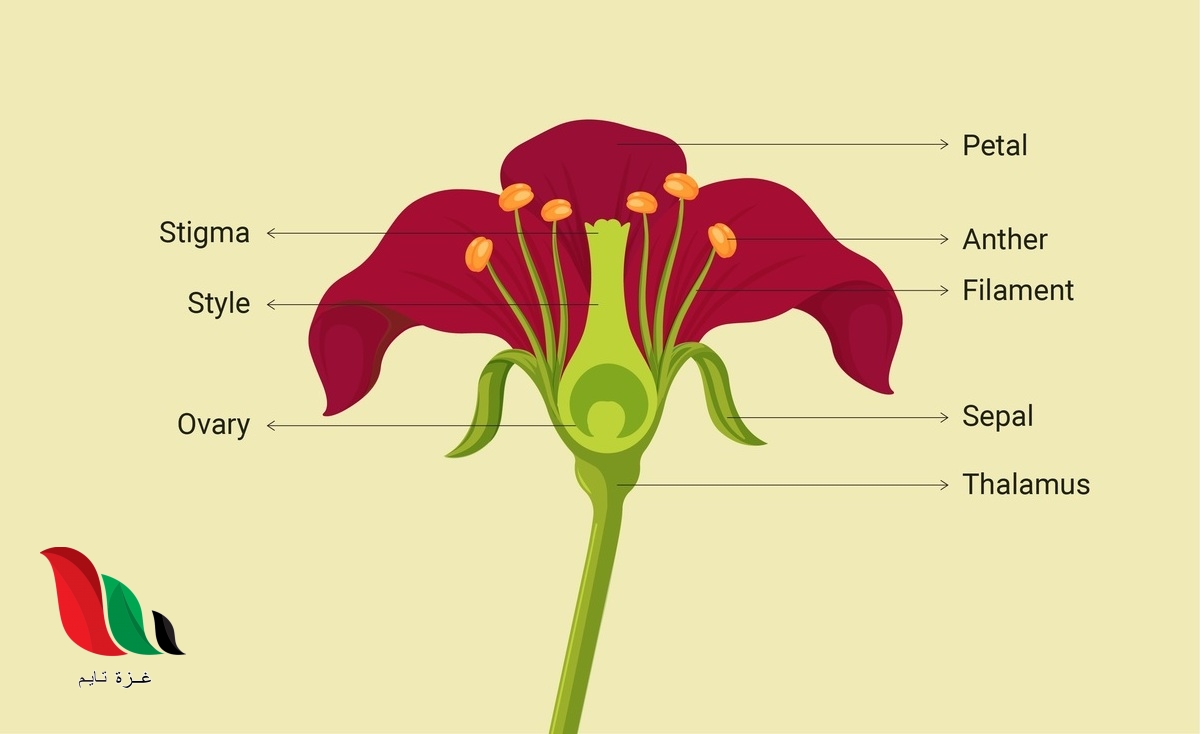 في اي اجزاء النبات تتكون البذور